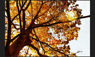 herbstbild_67-4838800