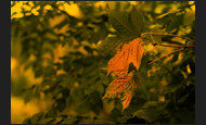 herbstbild_9-9797938