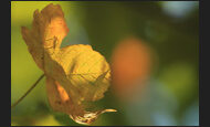 blatt_21-7823503