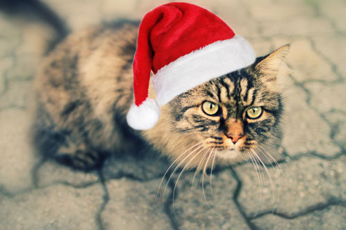 katze-weihnachten-3020267