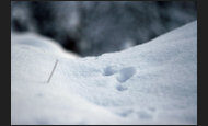 schnee_2-3501746