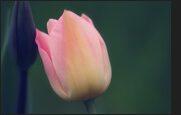 tulpen_10-2714102