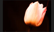 tulpen_11-8117401