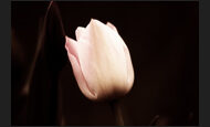 tulpen_12-1095786