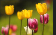 tulpen_16-7978551