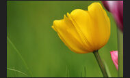 tulpen_17-3557019