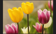 tulpen_18-1302395