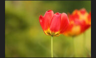 tulpen_19-1174447