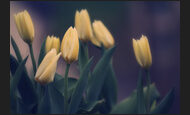 tulpen_2-7596122