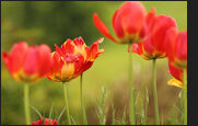 tulpen_20-3980144