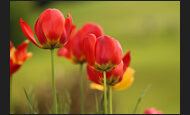 tulpen_21-5197071