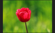 tulpen_22-1543508