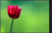 tulpen_23-4446505