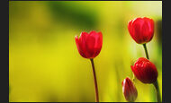 tulpen_24-4672199