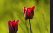 tulpen_25-1415831