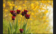 tulpen_26-3609662