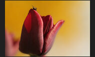 tulpen_27-4615095