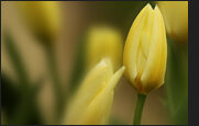 tulpen_3-3537351