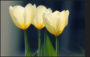 tulpen_7-8311656