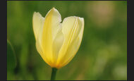 tulpen_8-5839735